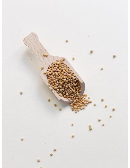 MOSTAZA AMARILLA EN GRANO