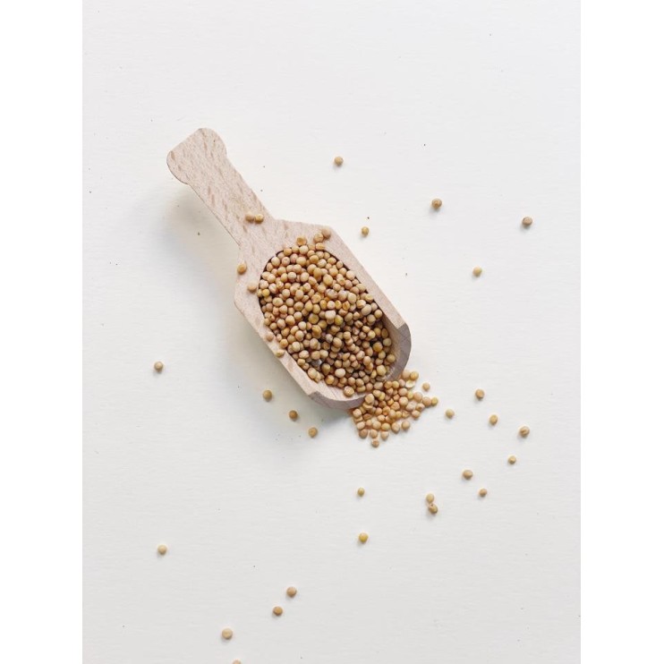 MOSTAZA AMARILLA EN GRANO