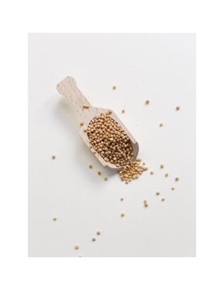 MOSTAZA AMARILLA EN GRANO